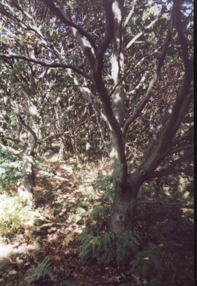 Oak woodland